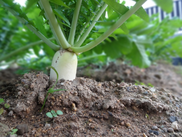 ことの葉農園での野菜の収穫！