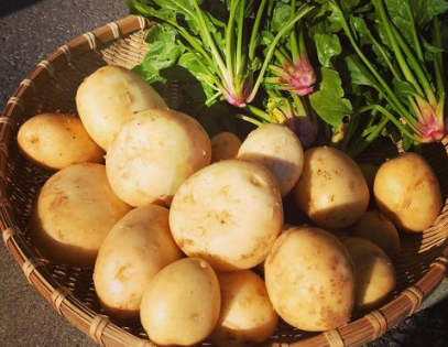 ことの葉農園で野菜の収穫を行いました！