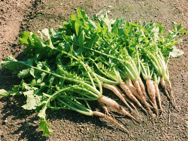 ことの葉農園では作物が順調に育っています！