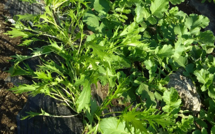 ことの葉農園では葉野菜がすくすく育ってます！